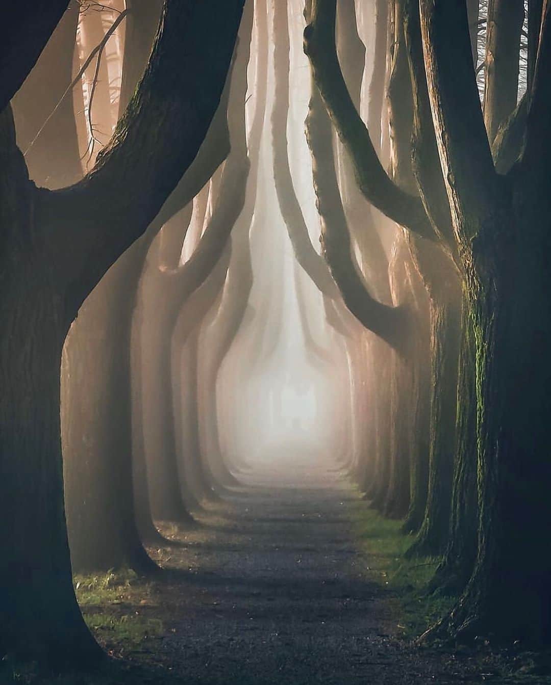 Canon Photographyさんのインスタグラム写真 - (Canon PhotographyInstagram)「A beautiful misty path in Italy 🇮🇹. Photography | @maxlazzi  #forest #trees #tree_magic #fog #mist #autumn #treetunnel」9月21日 3時57分 - cpcollectives