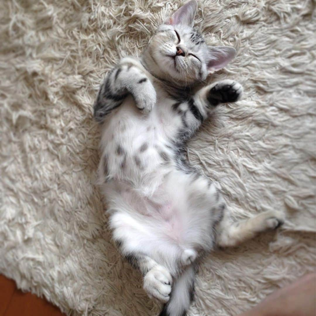 Alain アランさんのインスタグラム写真 - (Alain アランInstagram)「Good morning! Bonjour! Happy Caturday! Baby Alain at three months old, sleeping on his back. * おはようございます。 土曜日は蔵出しアラン！ アランの子猫時代の写真をお見せしています。 ベビーアラン 生後3ヶ月。ヘソ天でスヤスヤ。天使だなぁ💕。 * #babyalain #catstagram #cat_features  #topcatphoto #cutepetclub #catsofinstagram #ig_catclub #cats_of_world #meowsandwoofs #meowvswoof#nc_cuties #excellent_cats #catstocker  #bestmeow #magnificenteowdels#bestcats_oftheworld#INSTACAT_MEOWS #peco #スタペグラム#ペピ友#animalsco#mofmo#igersjp#みんねこ#ふわもこ部#ペコねこ部 #アメショー @editorial_company.pad #おやすみ猫写真集」9月21日 4時44分 - alain_cat