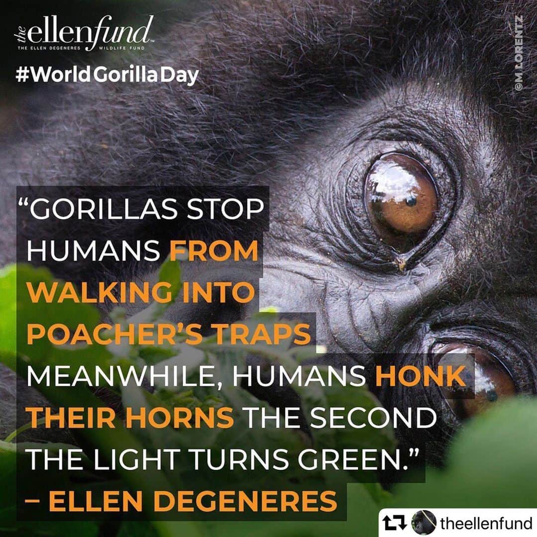 エレン・デジェネレスさんのインスタグラム写真 - (エレン・デジェネレスInstagram)「#repost @theellenfund ・・・ Next Tuesday, Sept. 24, is #WorldGorillaDay! There are only 1,000 gorillas left. But we can do something about it.」9月21日 4時50分 - ellendegeneres