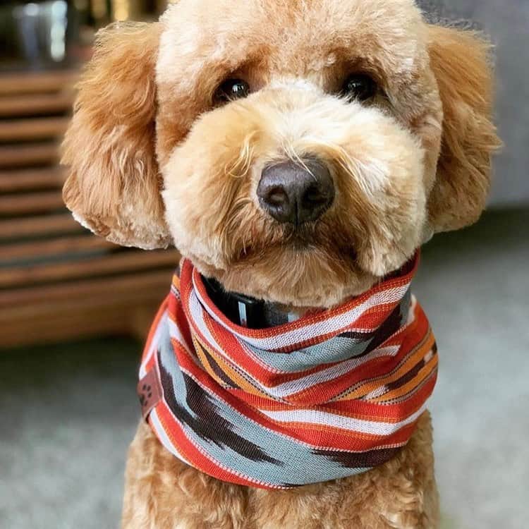 Dogs by Ginaさんのインスタグラム写真 - (Dogs by GinaInstagram)「Picture stolen from my cute client @doobiethedood 🐾❤️ Model: @doobiethedood  Groomer: @napanatural.dogco  Scarf: @pacificpaws  #justgroomed #fluffydogs #napadoggroomer」9月21日 4時52分 - napanatural.dogco