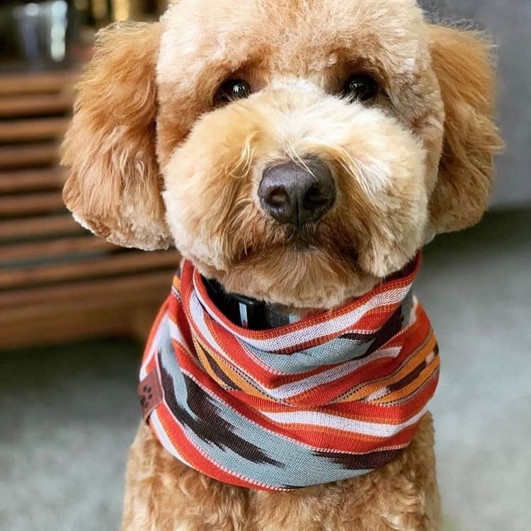 Dogs by Ginaのインスタグラム：「Picture stolen from my cute client @doobiethedood 🐾❤️ Model: @doobiethedood  Groomer: @napanatural.dogco  Scarf: @pacificpaws  #justgroomed #fluffydogs #napadoggroomer」