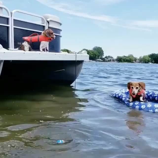 BeStylishのインスタグラム：「New Titanic movie looks cute 🥺😍☺️ . . Follow @bestylish for more . . . . . . . . . . 📸 Credit : @mylesandwillows #sausagedogpuppy #dogmeme #oceans #doggo #dogs #dachshundsofinstagram #weinerdog #bestylish #cuteanimals #instadog #doxieforever  #weinerdoglove #dachshunddaily #animallover #puppies」