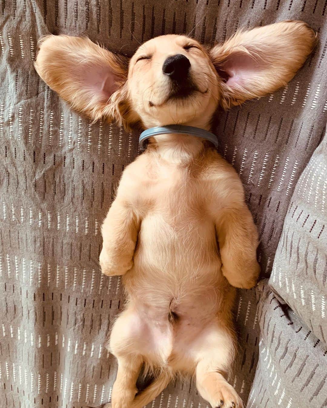 DogsOf Instagramのインスタグラム：「“This is my puppy Dirk, he’s a 12 week old mini longhair dachshund. His color is cream dapple, He loves to sleep, chew on everything and for people to tell him how cute he is!” writes @sierracav_  #dogsofinstagram」