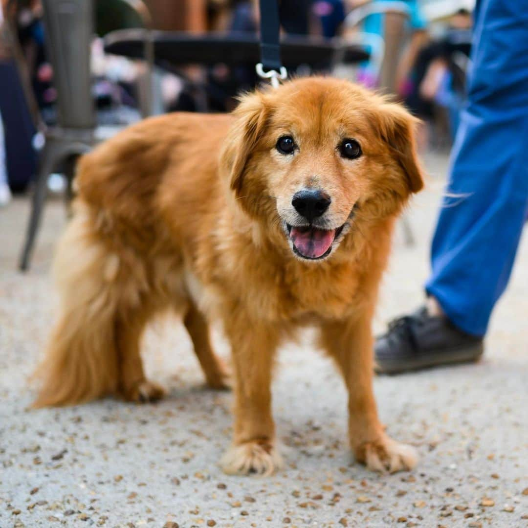 The Dogistさんのインスタグラム写真 - (The DogistInstagram)「Bernie, Chow Chow/Retriever mix (15 y/o), Graduate Hotel, Athens, GA • “He’s been gored by a wild boar, bit in the face by a rattlesnake, and had his neck ripped open by a another dog.” @bernieallweek」9月21日 11時17分 - thedogist