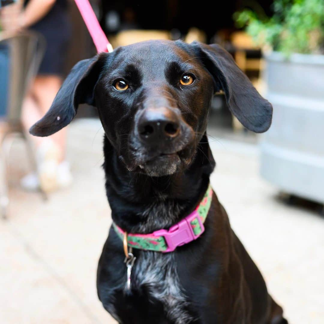 The Dogistさんのインスタグラム写真 - (The DogistInstagram)「Thanks to everyone who came out yesterday for the event at @graduateathens. There were one-eyed dogs, a 16 y/o dog, the UGA mascot Hairy-Dawg, 3 adoptable puppies from @athenshumanesociety (who all found homes), two failed guide dogs, two Finns, and many more. See everyone at @graduateannarbor on 10/24! #sponsored」9月21日 5時54分 - thedogist