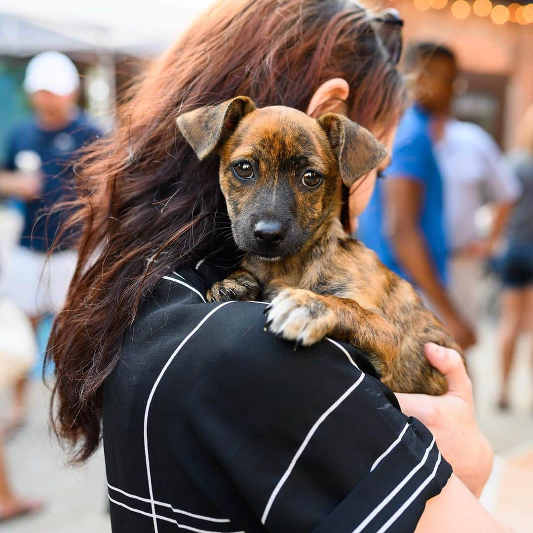 The Dogistさんのインスタグラム写真 - (The DogistInstagram)「Thanks to everyone who came out yesterday for the event at @graduateathens. There were one-eyed dogs, a 16 y/o dog, the UGA mascot Hairy-Dawg, 3 adoptable puppies from @athenshumanesociety (who all found homes), two failed guide dogs, two Finns, and many more. See everyone at @graduateannarbor on 10/24! #sponsored」9月21日 5時54分 - thedogist