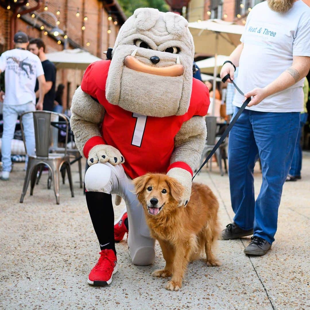 The Dogistさんのインスタグラム写真 - (The DogistInstagram)「Thanks to everyone who came out yesterday for the event at @graduateathens. There were one-eyed dogs, a 16 y/o dog, the UGA mascot Hairy-Dawg, 3 adoptable puppies from @athenshumanesociety (who all found homes), two failed guide dogs, two Finns, and many more. See everyone at @graduateannarbor on 10/24! #sponsored」9月21日 5時54分 - thedogist