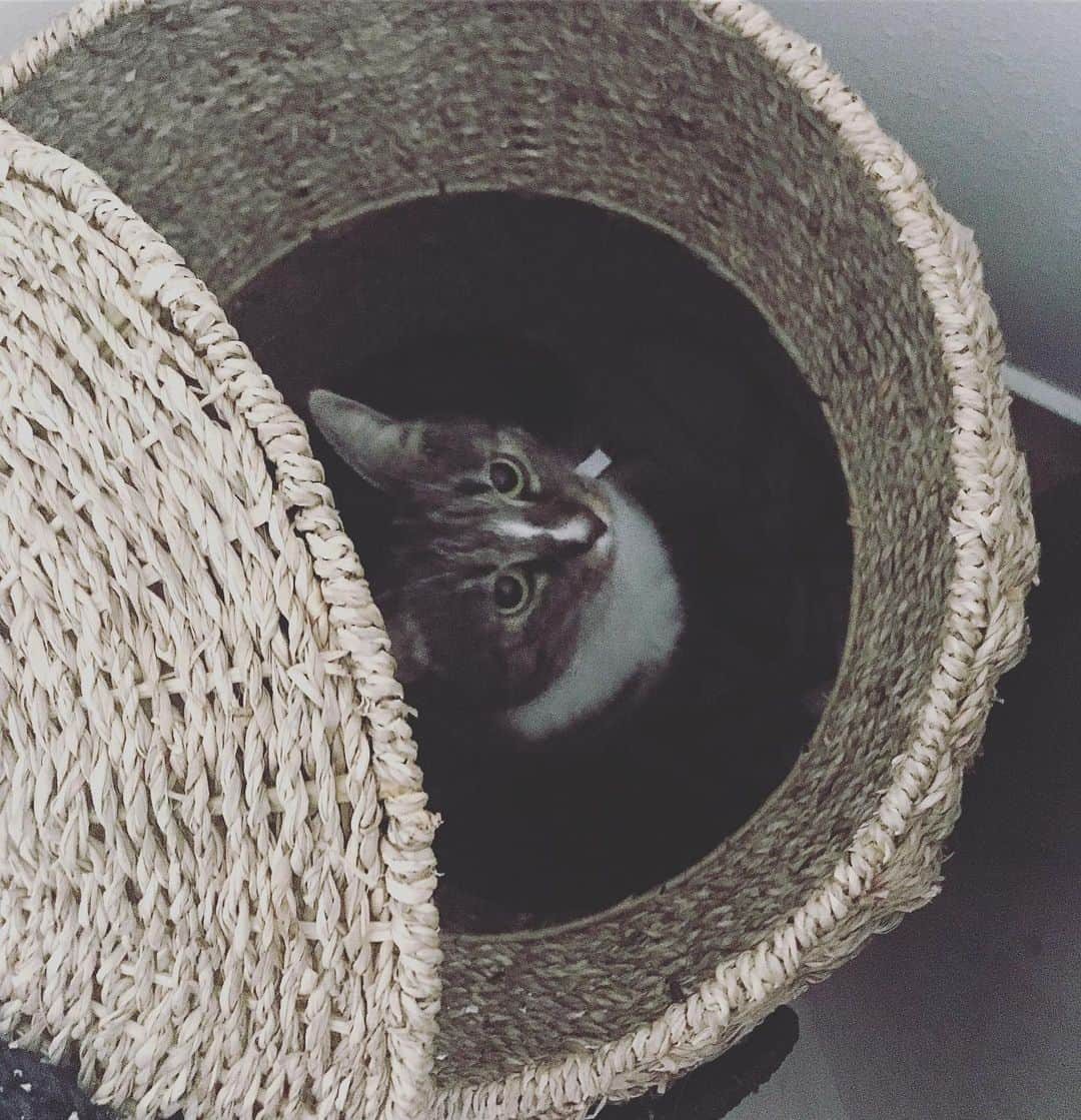 ジャレッド・スコット・ギルモアさんのインスタグラム写真 - (ジャレッド・スコット・ギルモアInstagram)「Well I guess the cat’s is in the basket, I’m going live ... Once Upon A 1 to 50 Zane begins today! Link to Twitch is in my bio!#borderlands3 #Borderlands #smallstreamer #streamer」9月21日 6時06分 - therealjaredgilmore