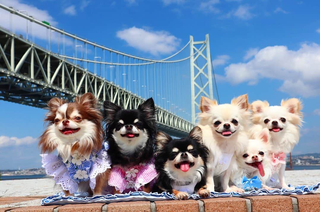 kayoのインスタグラム：「* * みんなで淡路島に行って来たよ🚗💨💨 * * とってもいいお天気で 気持ちよかったー☺️☀️ * * しらす丼も 美味しかったー😋🐟 * * らいちん💗めろめろ💗らむねちゃん💗ぴよぴよ💗シャララ💗シュシュ * * #淡路島 #淡路道の駅 #しらす丼 * #chihuahua#chihuahualove#dogstgram#dog#instadog#チワワ#チワワ大好き * *」
