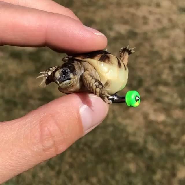 WildLifeのインスタグラム：「Helix and his new green wheels. By @helixwheels #helixwheels #teamhelix #tortoisewithwheels」