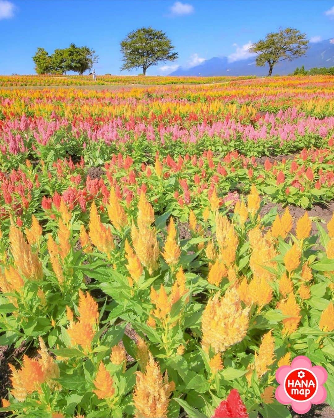 はなまっぷ❁日本の花風景のインスタグラム