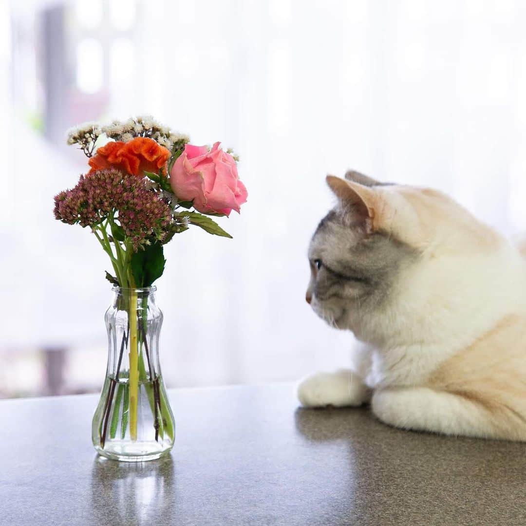 ホタテ＆クラム＆シラスさんのインスタグラム写真 - (ホタテ＆クラム＆シラスInstagram)「お花の開花時期などはあまり詳しくないのですが、今回のお花を見て秋の色なのかな？と感じたボクです、シラスたちも季節を感じてるのかな^^ #bloomeelife  こちらは毎週500円〜でお家にお花が届くサービスで、下記のクーポンコードを利用されると初回が無料になります、是非^ ^ *** クーポンコード：msy1515 ※有効期限：2019年9月30日  https://bloomeelife.com/  @bloomeelife  #cat #neko #ScottishFold #猫 #ねこ #スコティッシュフォールド #ラグドール #Ragdoll #flower  そして投稿者MSY1515より…  猫＋花のコラボでありがたいご心配のお言葉をいた抱いております、当方では猫に対する植物の毒性などは細心の注意を払っておりますのでご安心ください、ご心配を本当にありがとうございます^^ I treat it considering the toxicity of the plant to the cat so please rest assured.」9月21日 8時41分 - msy1515