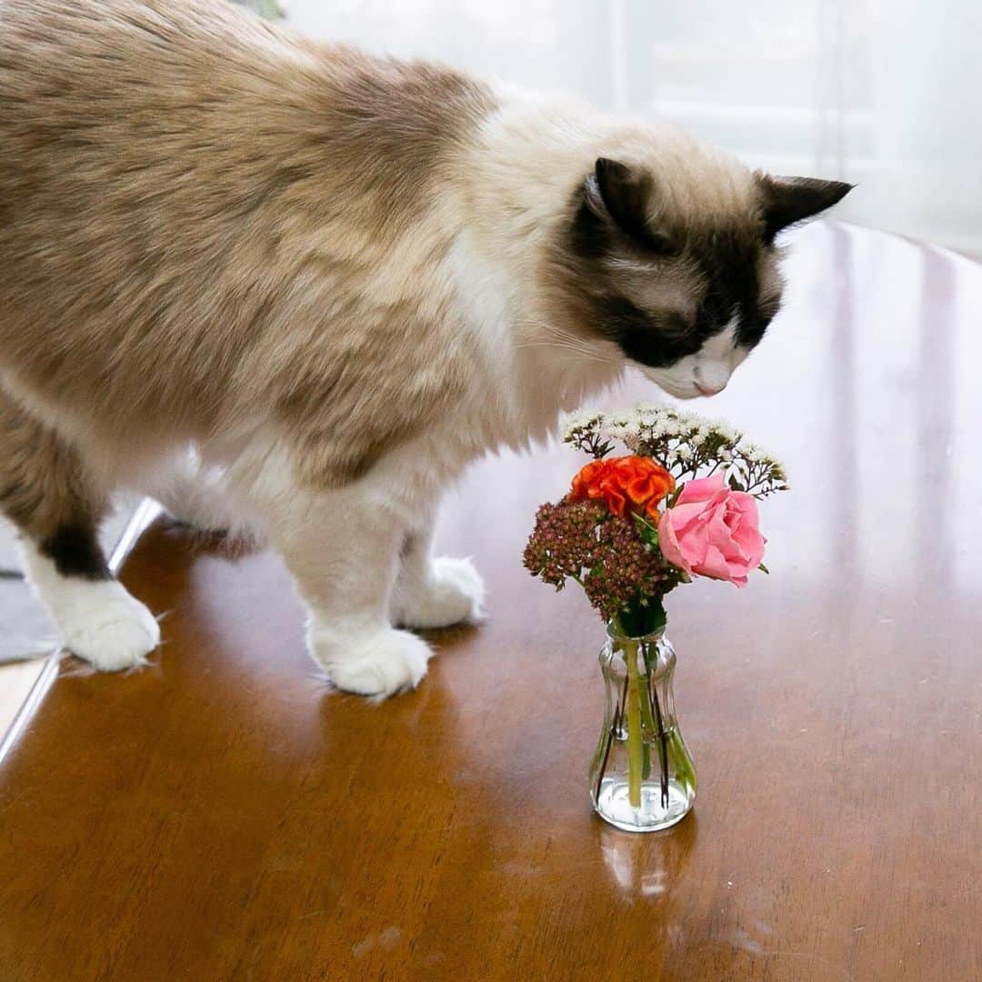 ホタテ＆クラム＆シラスさんのインスタグラム写真 - (ホタテ＆クラム＆シラスInstagram)「お花の開花時期などはあまり詳しくないのですが、今回のお花を見て秋の色なのかな？と感じたボクです、シラスたちも季節を感じてるのかな^^ #bloomeelife  こちらは毎週500円〜でお家にお花が届くサービスで、下記のクーポンコードを利用されると初回が無料になります、是非^ ^ *** クーポンコード：msy1515 ※有効期限：2019年9月30日  https://bloomeelife.com/  @bloomeelife  #cat #neko #ScottishFold #猫 #ねこ #スコティッシュフォールド #ラグドール #Ragdoll #flower  そして投稿者MSY1515より…  猫＋花のコラボでありがたいご心配のお言葉をいた抱いております、当方では猫に対する植物の毒性などは細心の注意を払っておりますのでご安心ください、ご心配を本当にありがとうございます^^ I treat it considering the toxicity of the plant to the cat so please rest assured.」9月21日 8時41分 - msy1515