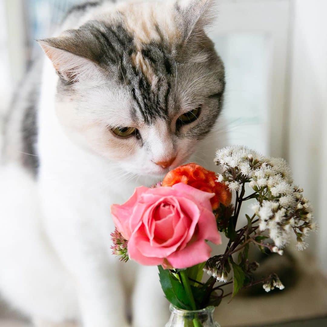 ホタテ＆クラム＆シラスのインスタグラム：「お花の開花時期などはあまり詳しくないのですが、今回のお花を見て秋の色なのかな？と感じたボクです、シラスたちも季節を感じてるのかな^^ #bloomeelife  こちらは毎週500円〜でお家にお花が届くサービスで、下記のクーポンコードを利用されると初回が無料になります、是非^ ^ *** クーポンコード：msy1515 ※有効期限：2019年9月30日  https://bloomeelife.com/  @bloomeelife  #cat #neko #ScottishFold #猫 #ねこ #スコティッシュフォールド #ラグドール #Ragdoll #flower  そして投稿者MSY1515より…  猫＋花のコラボでありがたいご心配のお言葉をいた抱いております、当方では猫に対する植物の毒性などは細心の注意を払っておりますのでご安心ください、ご心配を本当にありがとうございます^^ I treat it considering the toxicity of the plant to the cat so please rest assured.」