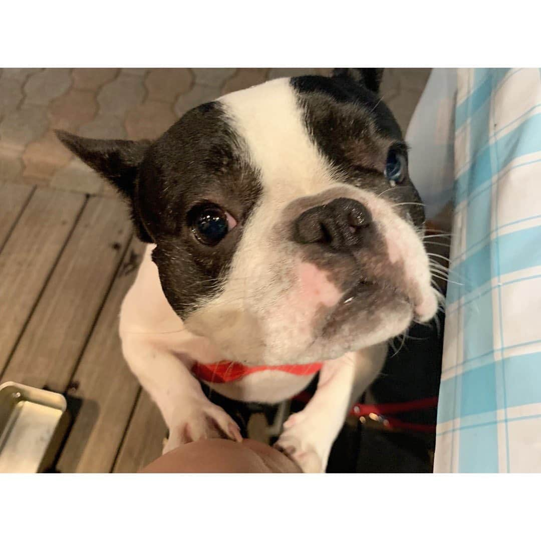 中田奈沙さんのインスタグラム写真 - (中田奈沙Instagram)「Let me get a bite🥺🙏 一口ちょうだい感🤣 * * #frenchbulldog #frenchie #buhi #dog #pet #family #friend #me #instadog #dogstagram #cutie #hungry #tgif #fridaynight #weekend #フレンチブルドッグ #フレブル #犬 #家族 #友達 #花金 #金夜 #ブヒ #中田奈沙 #いぬすたぐらむ #腹ペコ #おねだり #愛犬 #ペット #週末」9月21日 8時48分 - nasa_nakada