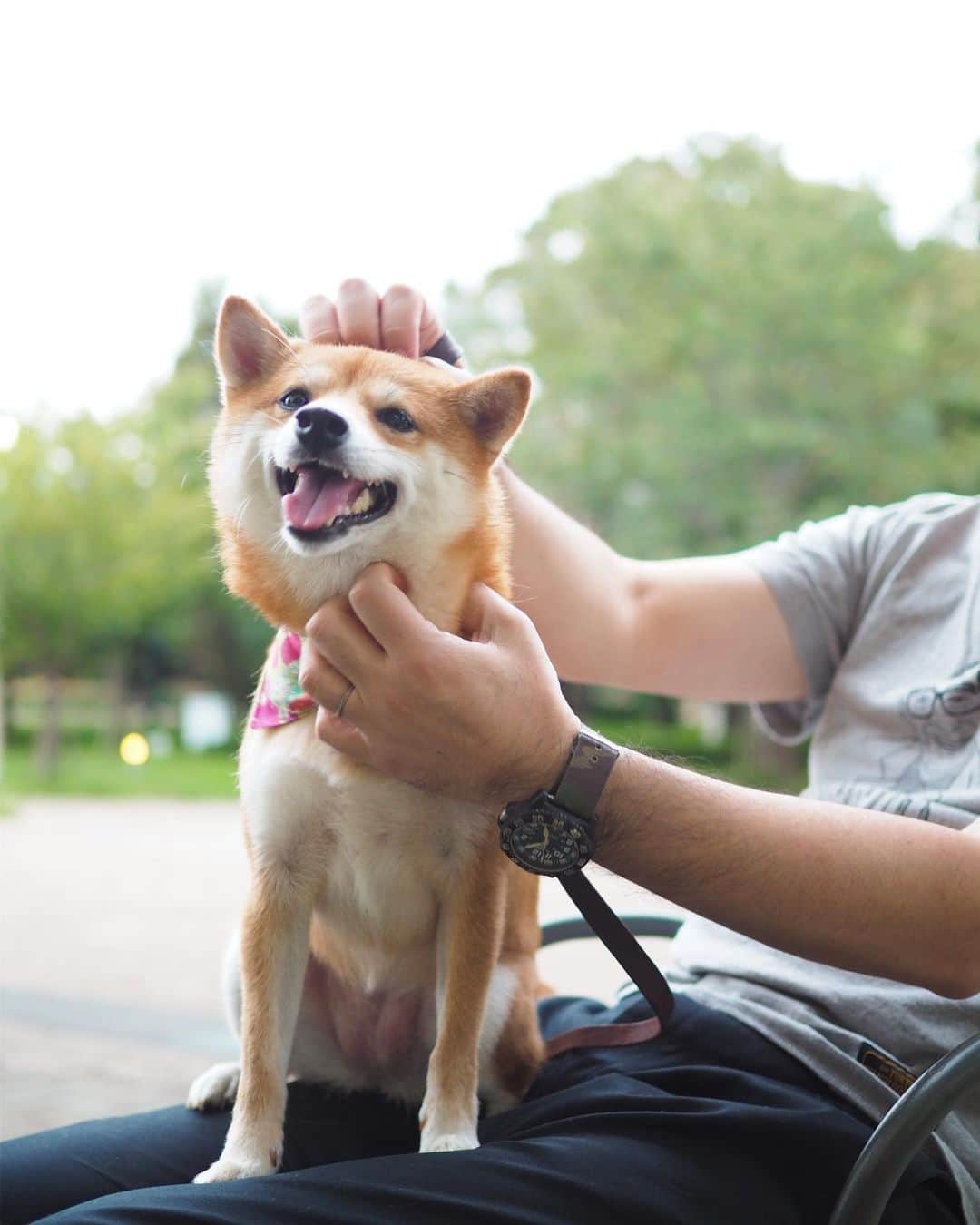 豆柴にこちゃんさんのインスタグラム写真 - (豆柴にこちゃんInstagram)「🐶 今日のお散歩、 にこがトータル20分くらい爆走して 付き合わされた私は足が棒😂 . 休憩中に、ひざ乗り練習したよ。 ひざを叩いて「よし！」っていうと ひざに乗ったり乗らなかったりするんだけど、 2回しか成功しなかった😝 ※成功動画は4枚目 . 納豆があると成功率があがります。 . #柴犬#豆柴#pecoいぬ部#犬#わんこ#犬#ここ柴部#shibainu#dog#mameshiba#pecotv#dog#いぬのきもち部#しばいぬ#しばけん#こいぬ#シバイヌ#いぬ#イヌ#赤柴#マメシバ#ペット#日本犬#子犬#puppy#doggo#pet#시바견#강아지#개」9月21日 19時00分 - nikochan.mame48