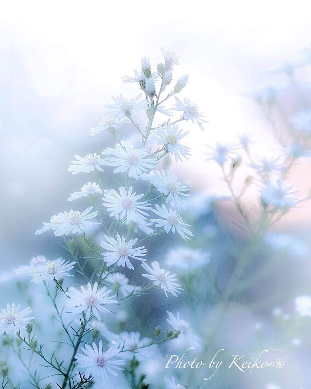 花の写真館のインスタグラム：「Photo by @hanahanaphotography.⠀ https://instagram.com/hanahanaphotography/⠀ .⠀ Original Post[投稿頂いたURL]⠀ https://www.instagram.com/p/Bn0v357n7sj/⠀ .⠀ 本アカウントは、 #私の花の写真 をつけてInstagramに投稿された皆さまの花の写真や、「花の写真館」Facebookページで投稿された花の写真を紹介します。⠀ 「花の写真館」Facebookページは、「 @floral.photograph 」のプロフィールにあるURLからご覧ください。⠀ .⠀ #花の写真館 #floralphotograph #floralphoto #flower #flowers #富士フイルム #FUJIFILM⠀ Follow: @floral.photograph」