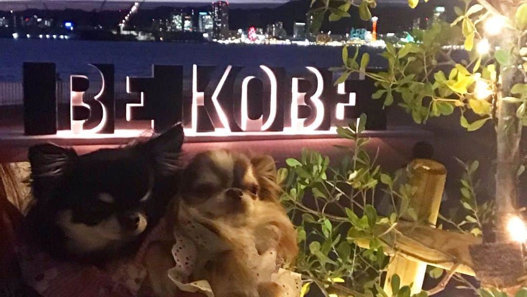 kayoのインスタグラム：「* * 新しい ✨BE KOBE✨ * * 六甲山からの夜景も最高だけど🌃✨ 海側から見る夜景もキレイよねー🌉✨ * * 神戸大好き☺️❤️ * * Melon⭐️Lychee * * #神戸 #BEKOBE #夜景 #I❤️KOBE * #chihuahua#chihuahualove#dogstgram#dog#instadog#チワワ#チワワ大好き * *」