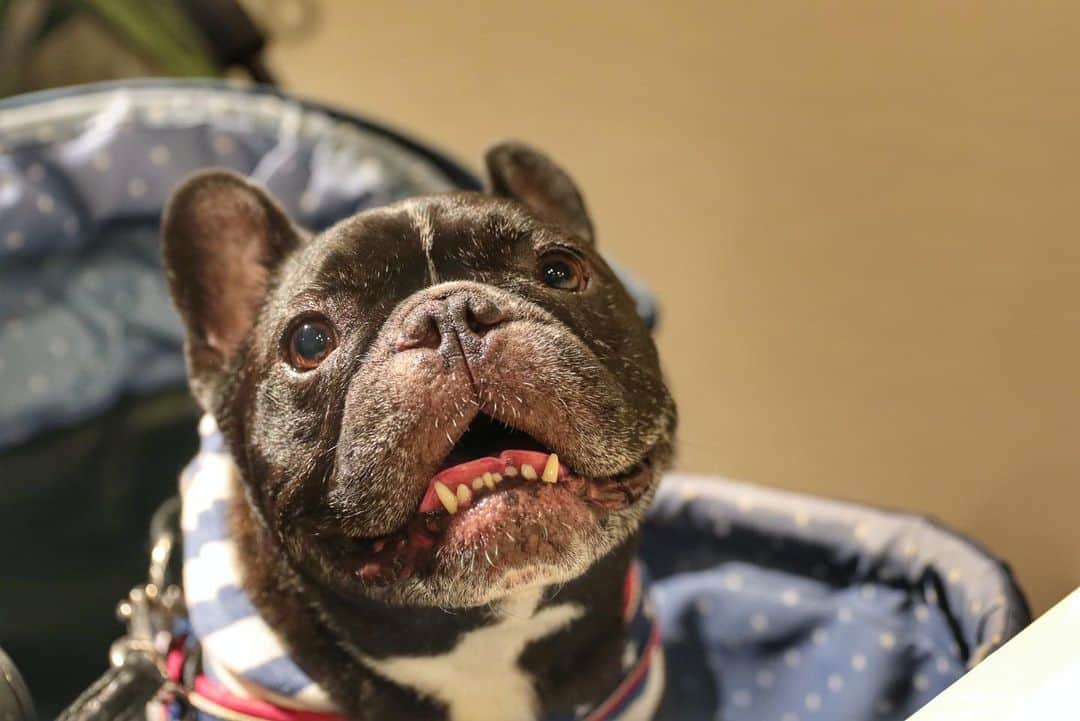 Turbo_dad フレブルのターボさんのインスタグラム写真 - (Turbo_dad フレブルのターボInstagram)「Dinner time . . . #frenchbulldog #frenchie #buhi #dog #フレンチブルドッグ  #フレブル #ブヒ #frenchiesofinstagram #instadog #instafrenchie #frenchiegram #dogstagram #frenchbullys #frenchielove #프렌치불독 #thefrenchiepost #法鬥 #frenchies1 #portrait #igersjp #tokyocameraclub  #bully #ilovemydog #frenchielife #愛犬 #dogsofinstagram #ふわもこ部 #dinner #saturday #九十九里浜」9月21日 19時35分 - turbo_dad