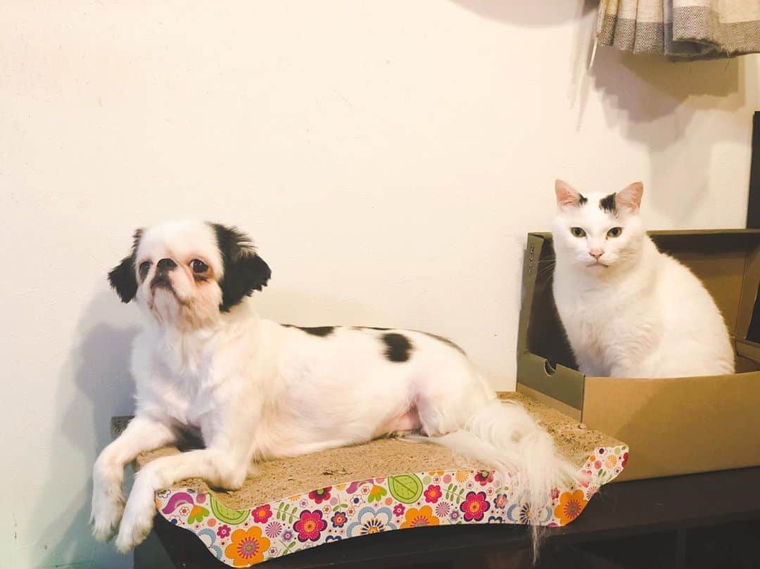 juntowaさんのインスタグラム写真 - (juntowaInstagram)「犬なんだか猫なんだか。#犬と猫#仲良し」9月21日 19時49分 - juntowa