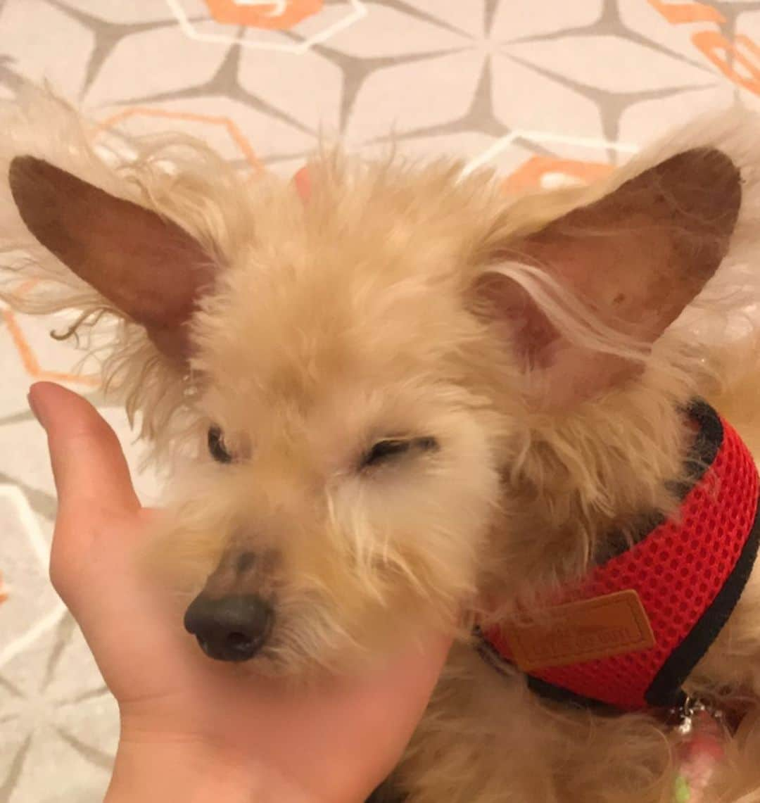 えれなさんのインスタグラム写真 - (えれなInstagram)「最近はずっと耳がピーンとしています🥰❤️ #もみじ #toypoodle #16歳 #生き仏様 #可愛すぎるお婆ちゃん  #💋」9月21日 20時03分 - elena1982312