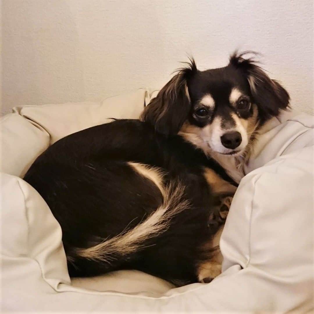 のインスタグラム：「曜の豆知識クイズの正解は「ある」でした！🐶⠀⠀ みなさんのコメントの通り、どんな尻尾のわんちゃんも先までしっかり詰まってます！⠀ .⠀⠀ .⠀ もちろん神経も通っていて、強くぶつけたりすると痛いし、骨折やねんざをすることもあります😢⠀ .⠀ .⠀ いつも色んな気持ちを伝えてくれる彼らのしっぽ。⠀ .⠀ 骨があることを知っていた方も、知らなかった方もいいねをお願いします♪⠀ .⠀ #mix #half #instadog #dog #dogstagram #doglover #pet #instapet #dogquestion ⠀⠀ #ミックス犬 #ハーフ犬 #犬 #いぬ #わんこ#犬のいる生活 #いぬすたぐらむ #わんすたぐらむ #ブヒ #犬バカ部 #いぬばか #いぬら部 #いぬ部 #いぬのいる生活 ⠀⠀ #ドッグホスティング #ドッグホスト #doghuggy #ドッグハギー」