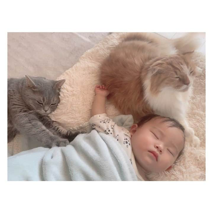 ままのてさんのインスタグラム写真 - (ままのてInstagram)「.⠀ 【お昼寝😴❣️🐈】⠀ .⠀ .⠀ #ままのて⠀ .⠀ .⠀ 一緒にお昼寝してる🥺❤️⠀ 癒やされます💓⠀ .⠀ .⠀ #子どもと猫⠀ #お昼寝⠀ .⠀ .⠀ @krrg1220yj様の投稿です。⠀ 素敵なお写真ありがとうございました💝⠀ .⠀ .⠀ 〈mamanote_officialのオリジナルキャンペーンへ参加しよう♡〉⠀ .⠀ お子様のかわいい動画、写真 ▶︎【 #ままのて 】.⠀ @mamanote_official をフォローして、 投稿する動画や写真に合ったオリジナルハッシュタグをできるだけ多くつけて、インスタグラムにアップしてみましょう！⠀ .⠀ .⠀ 毎日、担当者が投稿をチェックして、素敵な写真と動画をピックアップして、公式アカウントで紹介します❤️⠀ .⠀ そして！！毎月、ハッシュタグごとに、@mamanote_official がピックアップした写真の中で1番｢いいね｣の多い方に、アマゾンギフト券3000円分プレゼント！当選者にはDMを送らせていただきます♡.⠀ .⠀ また、動画や写真は、ままのてのFacebook、 またはウェブサイト 「ままのて」内の記事で紹介させていただきます🙌.⠀ .⠀ .⠀ #ベビーフォト#赤ちゃんのいる生活#キッズモデル#モニター#ベビーモデル#新米ママ#成長記録#子育て#育児ママカメラ#ママ撮#こどもと暮らす#子育て記録#育児記録#たまひよ#子育てグラム#ママさんと繋がりたい#ig_oyabakabu #ベビスタグラム#mamagirl #コドモダカラ#pleasefollowme#関西ママ#スマイル育児#睡魔」9月21日 20時00分 - mamanote_official