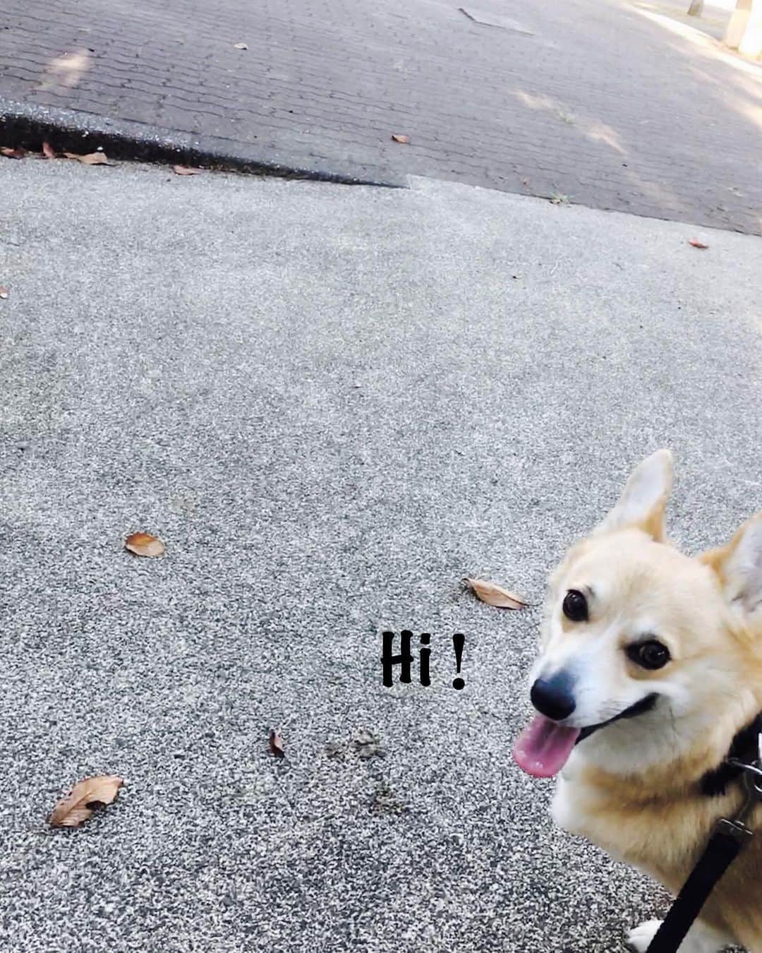maggydaisyのインスタグラム：「_  涼しくなって来て やっとお散歩が楽になりました☻  #maggydaisymore20190921 #corgi #コーギー #犬のいる暮らし #里親」