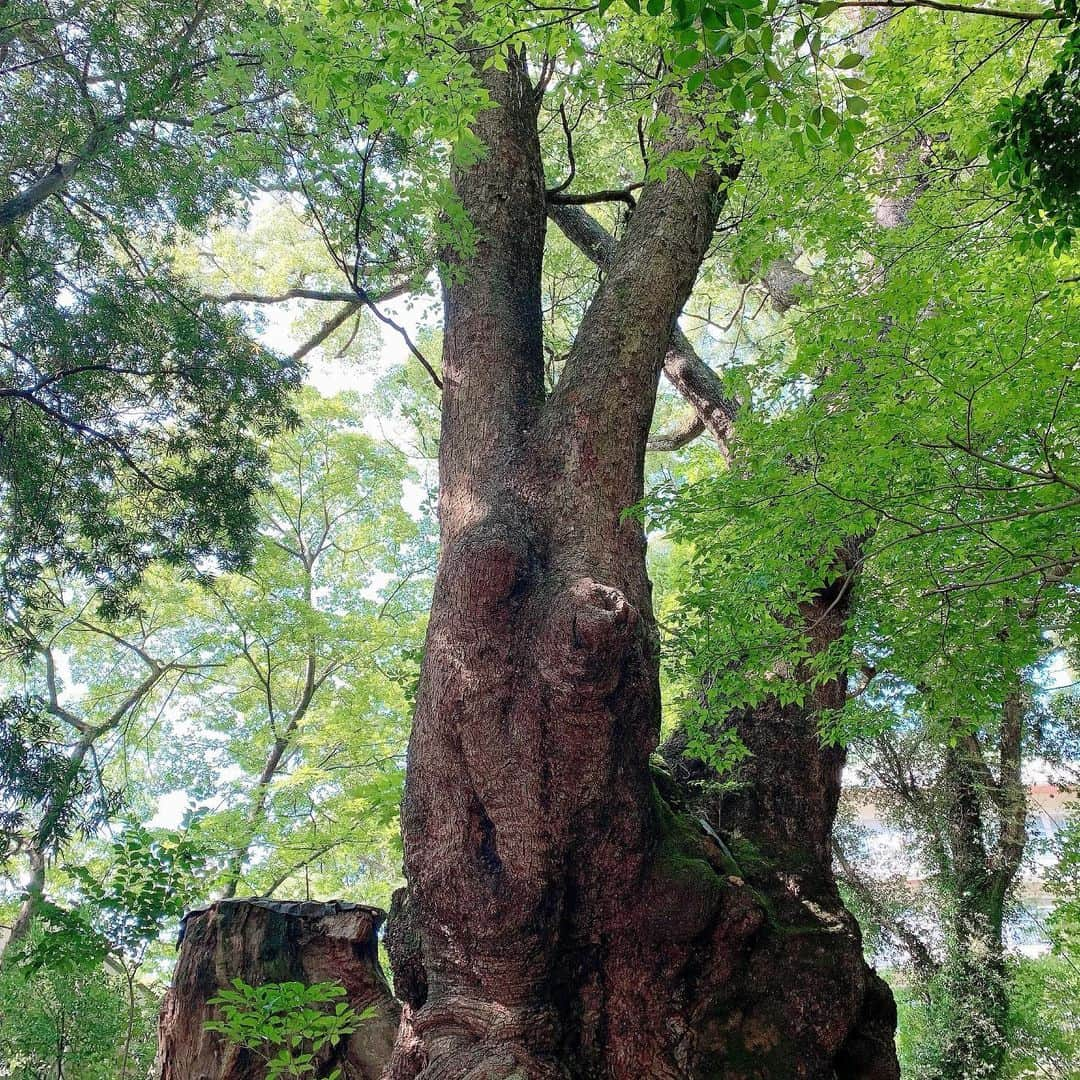 北村真姫さんのインスタグラム写真 - (北村真姫Instagram)「「樹齢2000年🌲」﻿ ﻿ ﻿ 高校時代の某事務所のスクールで﻿ 演技レッスンをやってたんだけど﻿ その時の舞台になった﻿ 熱海の来宮神社。﻿ 来宮神社の歴史を勉強して、﻿ ずっと行きたい。って思って﻿ 少し前に行けました。﻿ ﻿ 木の進化って凄いな…感動した。﻿ パワーを貰えた気がする。﻿ みんなもぜひ行ってみてほしいな☺️﻿ 最近、色んな人にお勧めしてるスポット（笑）﻿ ﻿ ﻿ #目に優しい #緑 #自然 #パワースポット #熱海 #熱海駅 #来宮 #来宮神社パワースポット #来宮神社 #木 #お勧めスポット #エネルギー #まきてぃ #北村真姫」9月21日 12時10分 - kitamura__maki