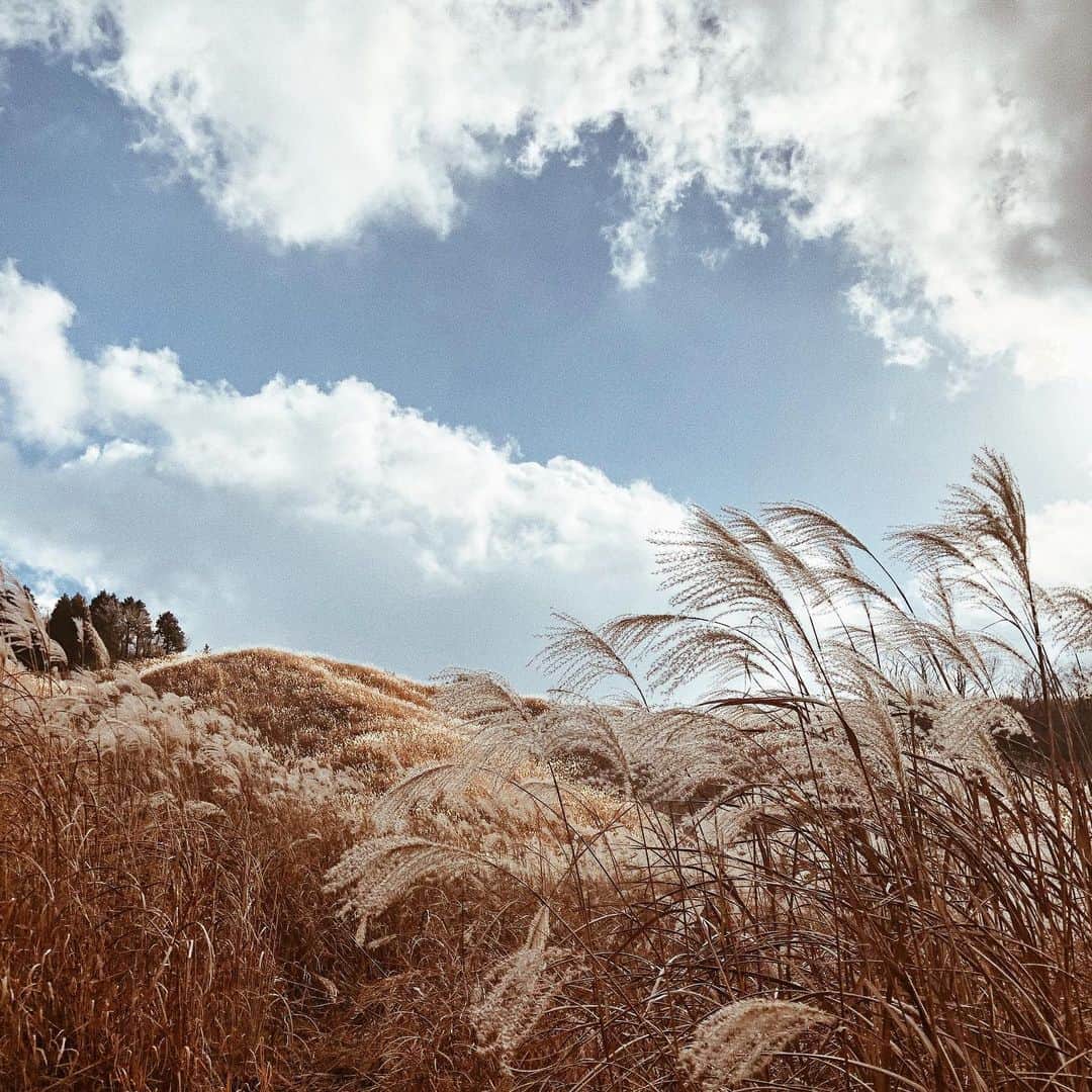 安倍実香のインスタグラム：「すっかり秋🌾 #秋 #すすき #autumn #autumnmood」