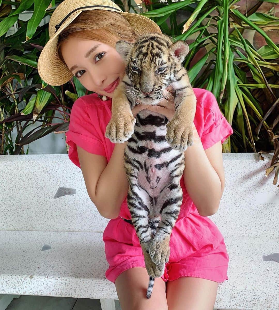 のインスタグラム：「Photo of adult tiger who are too scared to get close will be uploaded to the story...🤣 I've been through a lot, but I had a unique time after🐯💕 - 赤ちゃんトラ抱っこしてきた🐯❤️ ビビりすぎて近づけなかった大人のトラはストーリーにあげるね🐯笑 日本ではなかなか体験できない貴重な時間だった🐯✨像に引き続き大きい動物は私苦手みたい🐻笑 - #🐯#explorethailand#animalsofinsta#animalsoftheworld#thailandtravel #resortfashion#resortlife#kohsamui#samuiisland#kohsamuiisland#islandlife#サムイ島#サムイ#タイ旅行#虎#타이거#動物園#タイガー #ネコ科」