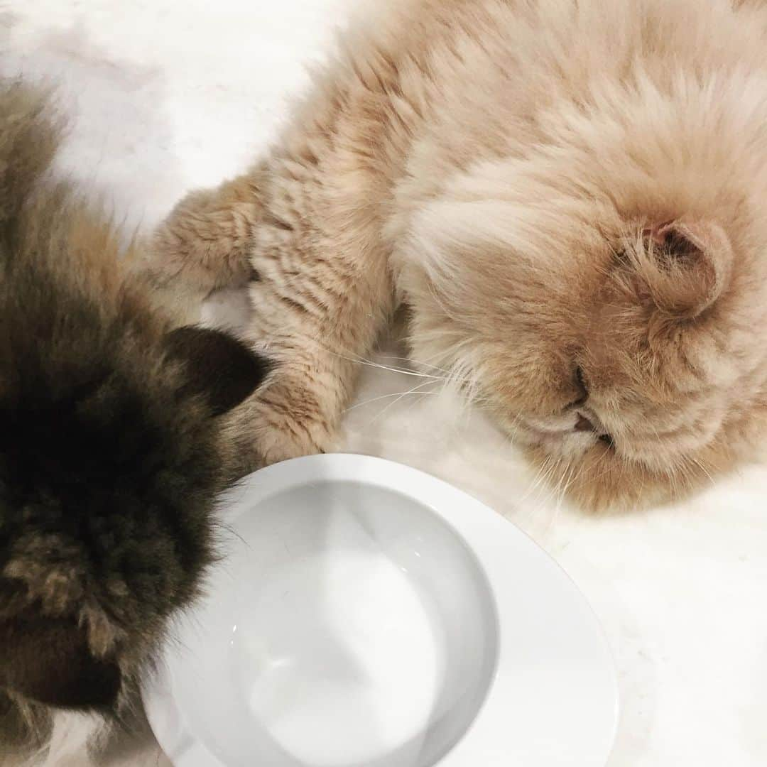 ミッシュさんのインスタグラム写真 - (ミッシュInstagram)「うめ〜😋 #mau #風邪ひき#クーちゃん の #milk 🥛#盗み飲み #知らないよ の#ミッシュ #あーあ#やっちゃった  #misch1207s  #鼻ぺちゃ #ロン毛  #エキゾチックロングヘア  #ペルシャ #ねこ #ネコ #猫#cat #ねこ部 #にゃんすたぐらむ  #ねこすたぐらむ  #猫のいる暮らし  #catstagram  #Exoticlonghair  #persian #exotic #catsofinstagram #catlover #catlife」9月21日 13時27分 - misch1207s