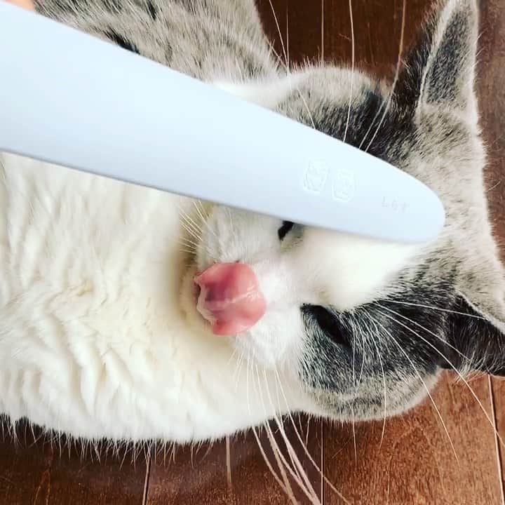 のインスタグラム：「しらす名入りのねこじゃすりを戴きました🌹🌹🌹良いブルーだなぁ、ありがとうございます🙇🏻‍♀️」