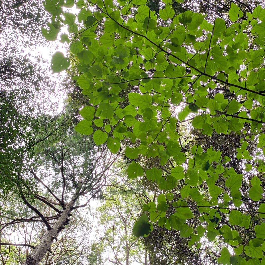 松村太郎のインスタグラム：「#Forest #Tokyo #Shibuya #ShotoniPhone11 #🌿 葉脈までくっきり。」