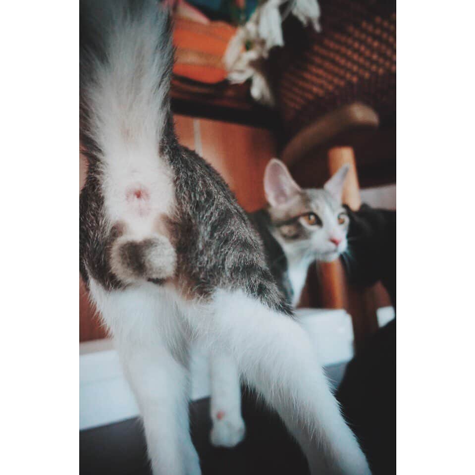 eriさんのインスタグラム写真 - (eriInstagram)「うちの天才猫写真家のキャットシッターさんは、 わざわざ彼女の言うところの "おたまちゃん"ショットを送ってきてくれます。  #紋久育児日記　#超絶写真技巧派キャットシッター」9月21日 14時09分 - e_r_i_e_r_i