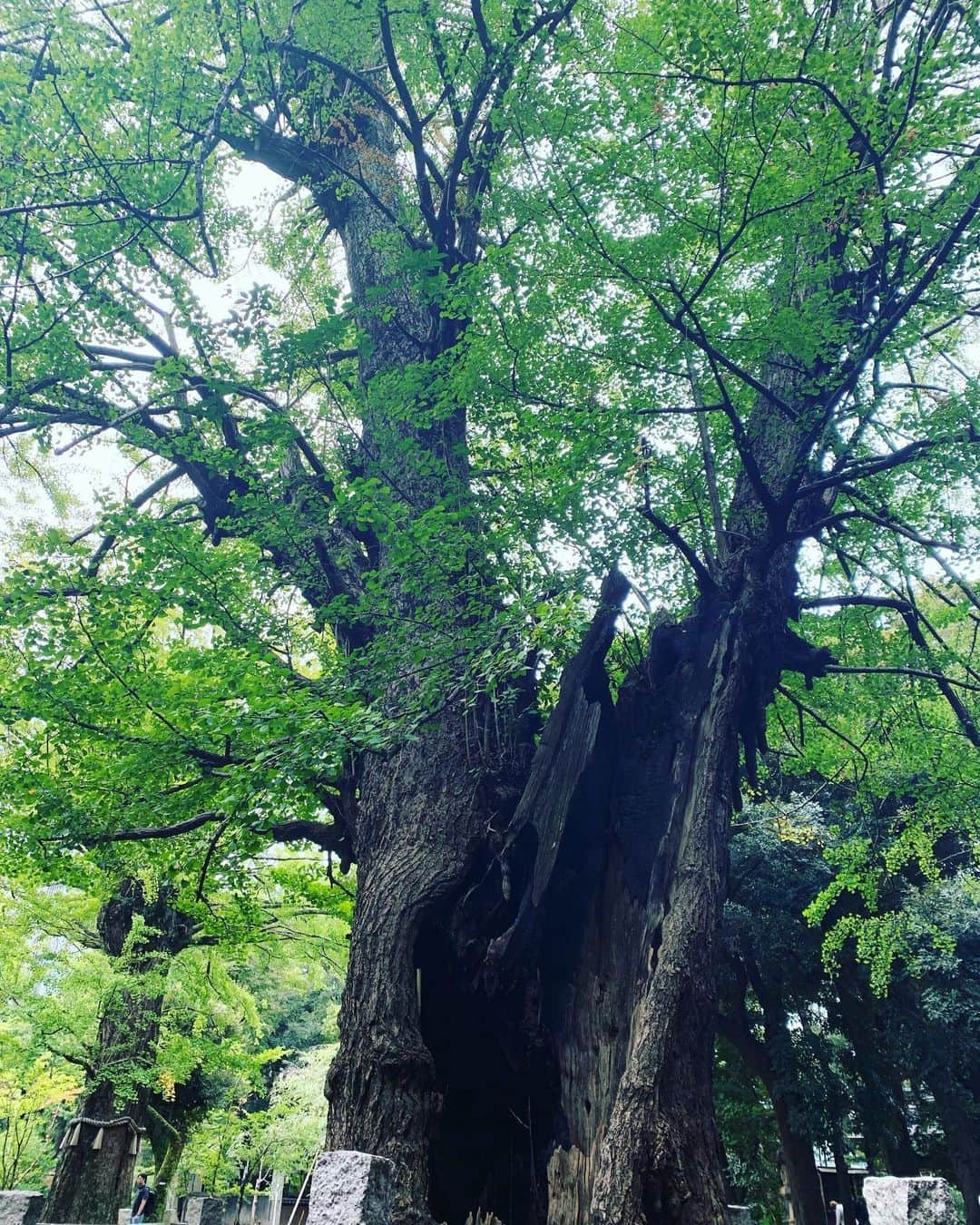 Rie fuさんのインスタグラム写真 - (Rie fuInstagram)「小さい頃、落ち葉のじゅうたん🍂で遊び、逆上がりの練習をした神社。変わり果てた都心の中で、四百年も変わらず立ち続けているイチョウの木🌳One of the rare places in Tokyo that hasn’t changed since my childhood, this shrine is where I used to play in the carpet of the autumn leaves of this four hundred-year old tree. #tokyo #shrine #神社 #spiritual #nature」9月21日 14時21分 - riefuofficial