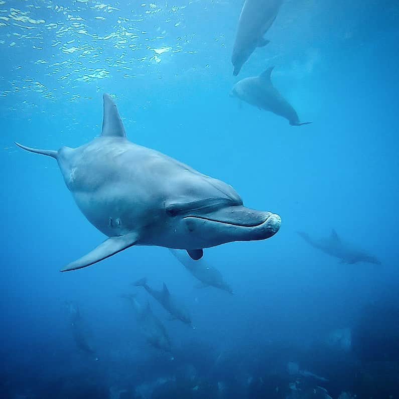福田朋夏さんのインスタグラム写真 - (福田朋夏Instagram)「御蔵島のイルカ🐬ショウちゃん💗 しゃくれ具合が可愛い💗 @diveshop_truenorth #freediving #apnea #diving #dolphins #ocean」9月21日 14時28分 - tomoka_fukuda