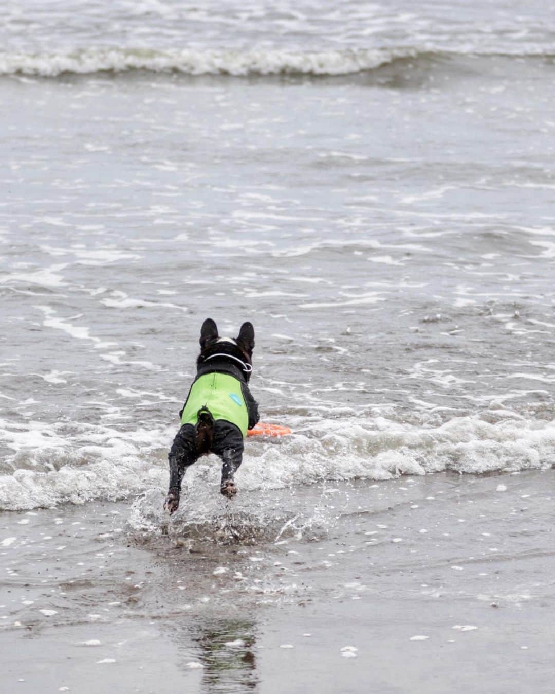 Turbo_dad フレブルのターボさんのインスタグラム写真 - (Turbo_dad フレブルのターボInstagram)「いつからこんな海が好きになったんだろ Turbo really loves to play at beach :) 昔当たったアルファアイコンが大活躍 このオモチャは @laroo_safetyforpets amazonで買えます . . . #frenchbulldog #frenchie #buhi #dog #フレンチブルドッグ  #フレブル #ブヒ #frenchiesofinstagram #instadog #instafrenchie #frenchiegram #dogstagram #frenchbullys #frenchielove #프렌치불독 #thefrenchiepost #法鬥 #frenchies1 #portrait #igersjp #tokyocameraclub  #bully #ilovemydog #frenchielife #愛犬 #dogsofinstagram #ふわもこ部 #alfaaicon #beach #九十九里浜」9月21日 15時19分 - turbo_dad