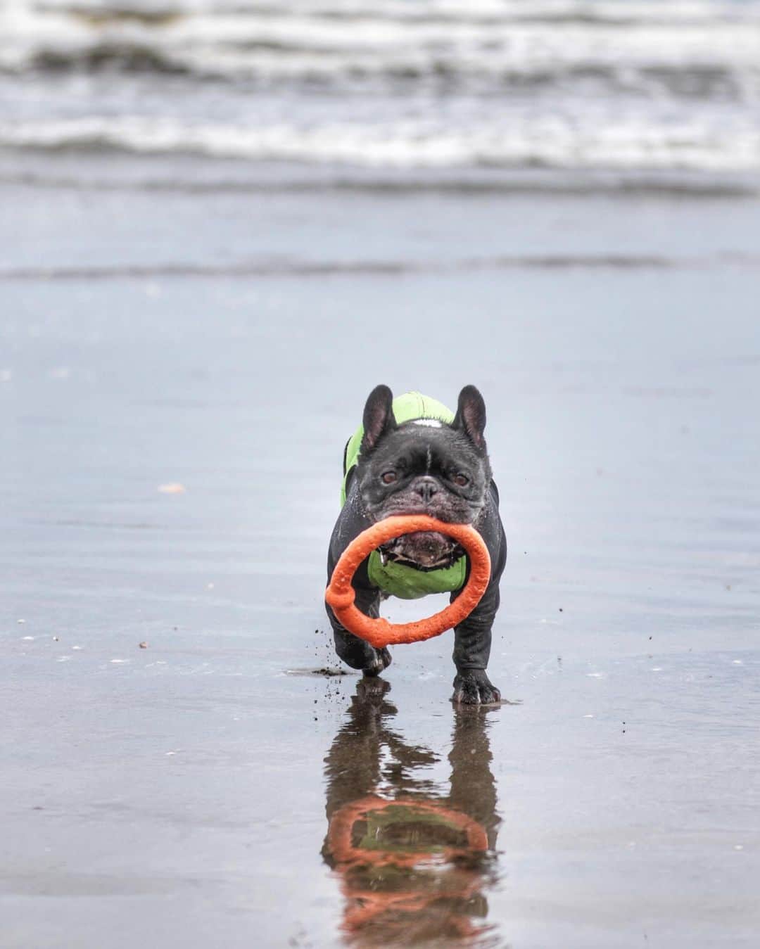 Turbo_dad フレブルのターボのグルメインスタ