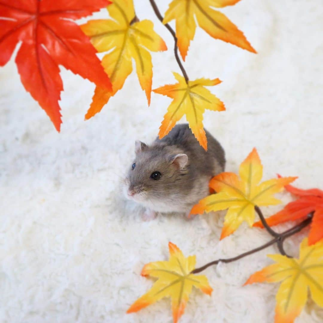 hamster_mocoさんのインスタグラム写真 - (hamster_mocoInstagram)「もうすっかり秋ですね🐹🍂🍁🌾🍄 去年の秋に撮った紅葉を見上げるミチくんのお写真です🌈 ･ 今年はバタバタ忙しくてカレンダーを作るのを迷っていたのですが、有難いことにあるペットグッズのメーカー様からお声がけ頂きカレンダーをつくっていただける事になりました😂🙌🏼 ･ このお写真もカレンダーのどこかの月に入る予定です🐹🍁✨出来上がりが楽しみです😙🎶 2019.9.22 ☺︎︎ #ハムスターミチ#ハムスター#ジャンガリアンハムスター#ジャンガリアン#ブルーサファイア#ブルーサファイアハムスター#ジャンガリアンブルーサファイア#ふわもこ部 #モフモフ#ペット#ハムスタグラム #hamster#djungarian#hamstagram#hammy#happy_pets#PET_OF_OUR_WORLD#igersjp#ig_japan#instapet#weeklyfluff#kawaii#cute#仓鼠#정글리안#햄스터」9月21日 16時29分 - asahi.fl