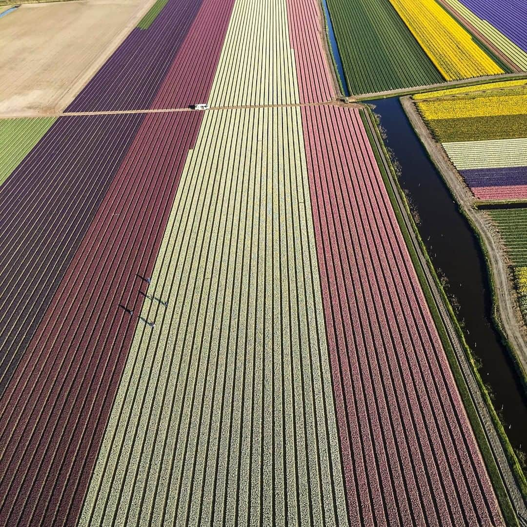 National Geographic Travelさんのインスタグラム写真 - (National Geographic TravelInstagram)「Photo by Muhammed Muheisen @mmuheisen | Colorful blossoming tulip fields in Keukenhof, Lisse, Netherlands. Keukenhof is known as the Garden of Europe and is one of the world's largest flower gardens. For more photos and videos from different parts of the world, follow me @mmuheisen and @mmuheisenpublic #muhammedmuheisen #netherlands #Keukenhof #Lisse」9月21日 17時07分 - natgeotravel