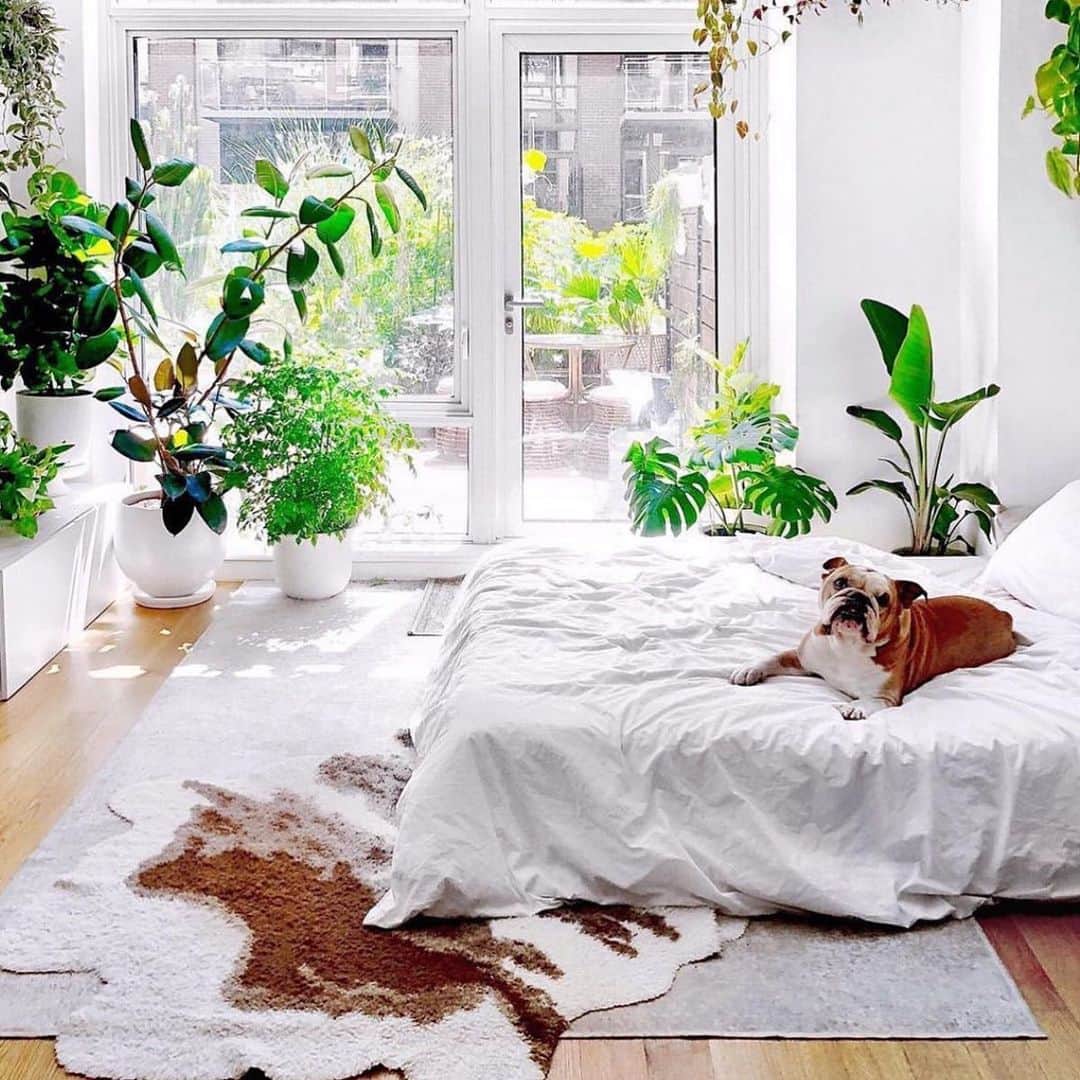 My Interiorさんのインスタグラム写真 - (My InteriorInstagram)「Such a bright room and a cute dog 🐶 it’s brilliant by @theplantydropper」9月21日 17時21分 - myinterior