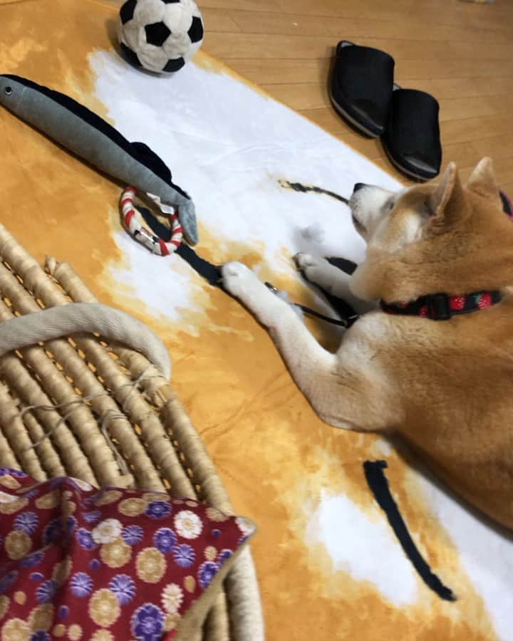 のインスタグラム：「ぜーーーったいに動かないひと😆 * * * #動くのは母さん」