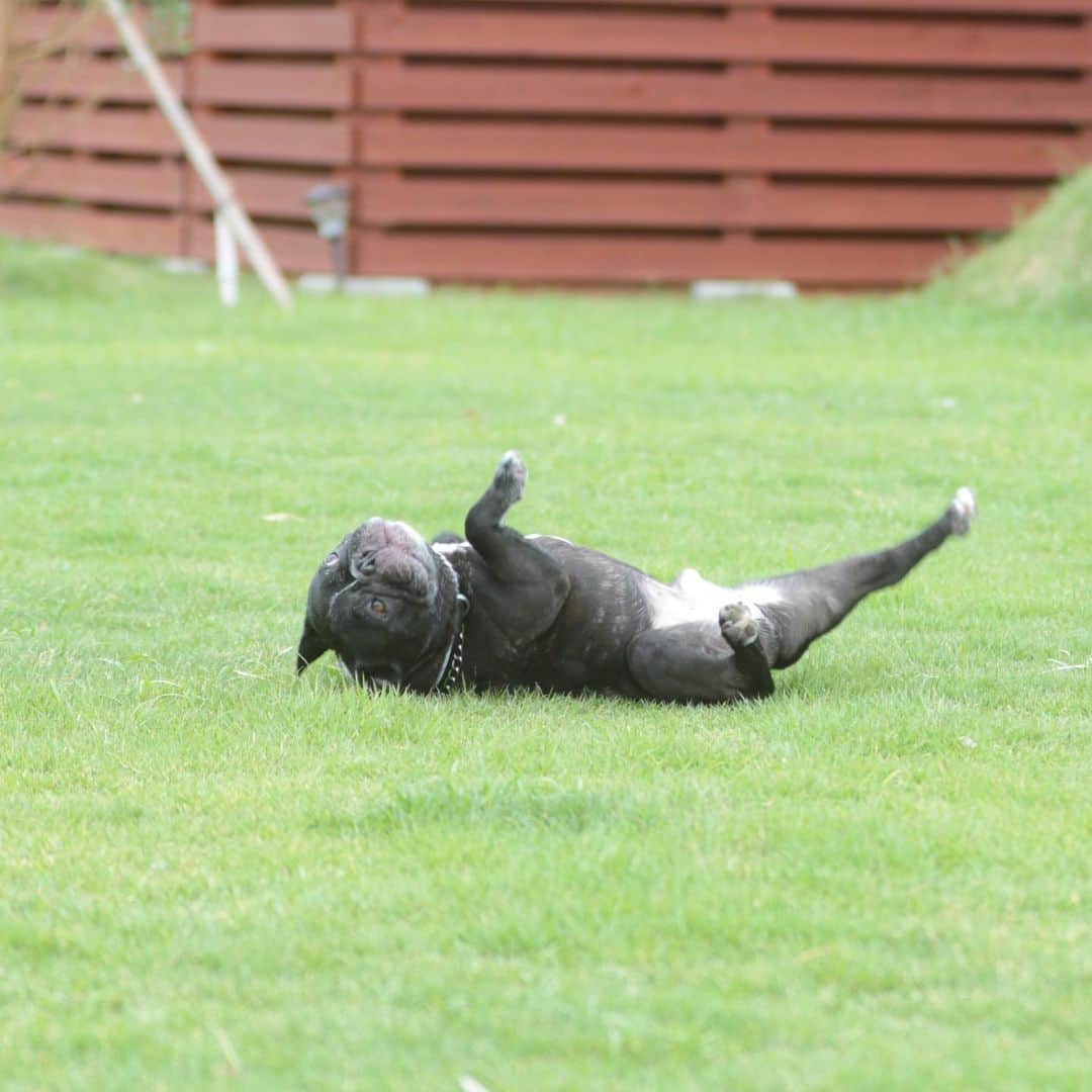 Turbo_dad フレブルのターボのグルメインスタ