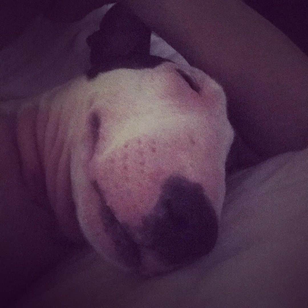 のインスタグラム：「#minituru#bull#terrier#minibullterrier#miniturubullterrier#dog#dogstagram#cute#qtaro#love#family#ミニチュア#ブルテリア#ミニチュアブルテリア#Q太郎」