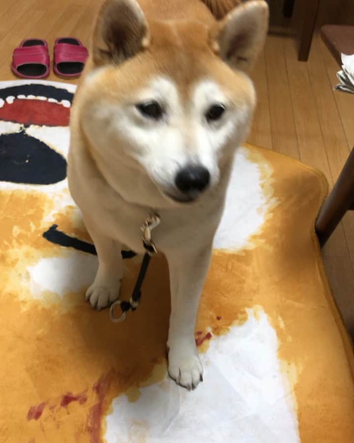 のインスタグラム：「こんな可愛い肩たたき棒がありました😍  ハカイダーに気をつけないと😆」