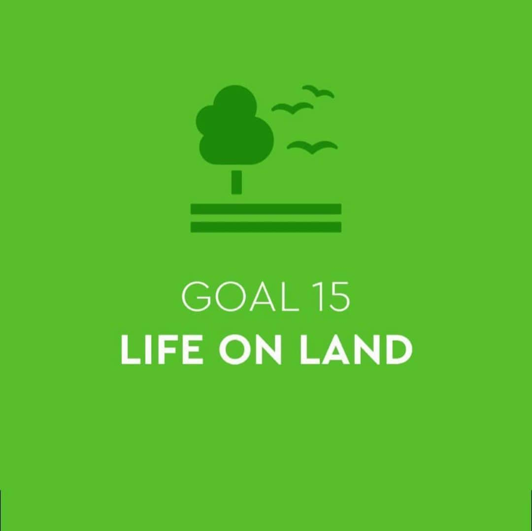 ペトラ・ネムコバさんのインスタグラム写真 - (ペトラ・ネムコバInstagram)「This is the colour of UN #goal15: Life On Land. 🌳 🐜 🌺 🐘 🌱 So excited to share with you that I am honored to be nominated by the @TOGETHERBANDOFFICIAL partners as an official ambassador for this goal along side of model and activist Gisele Bundchen, actress and UN Goodwill Ambassador Michelle Yeoh, model and conservationist Doutzen Kroes, wildlife photographer Conor McDonnell, film maker and activist Jack Harries and adventurer and activist Johan Ernst Nilson. #TOGETHERBAND is about creating a healthy future by supporting the 17 Global Goals created by the #UN. These are the most challenging issues that our planet faces. We need to take action to create a sustainable future. Right now‼️🌎 #GLOBALGOALS #GOAL15 #SHAREYOURGOAL #TOGETHERBAND #BOTTLETOP #UNFOUNDATION  #UBS #WWF」9月22日 5時40分 - pnemcova