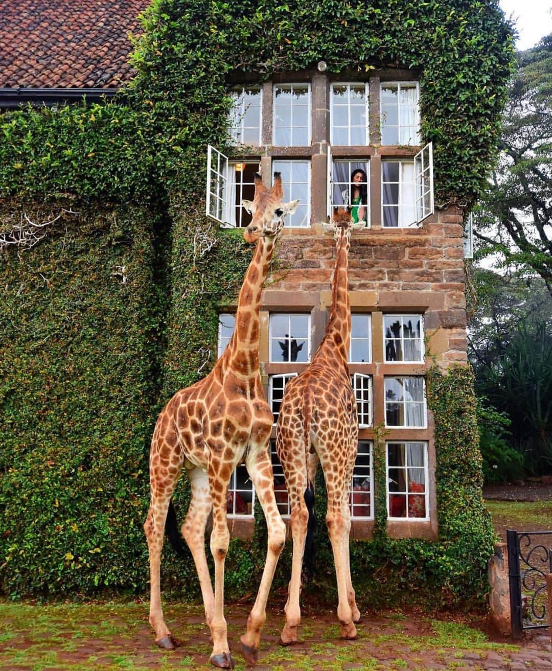 Earth Picsさんのインスタグラム写真 - (Earth PicsInstagram)「Earthpix is now 16 Million followers strong on Instagram! Thank you for all your support! . Giraffes hanging out at Giraffe Manor in Kenya by @corrine_t」9月22日 4時59分 - earthpix