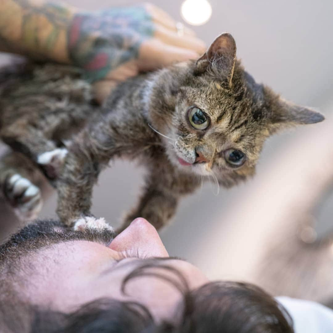 Lil BUBさんのインスタグラム写真 - (Lil BUBInstagram)「helping BUB with some new yoga moves #downwardcat」9月22日 5時26分 - iamlilbub