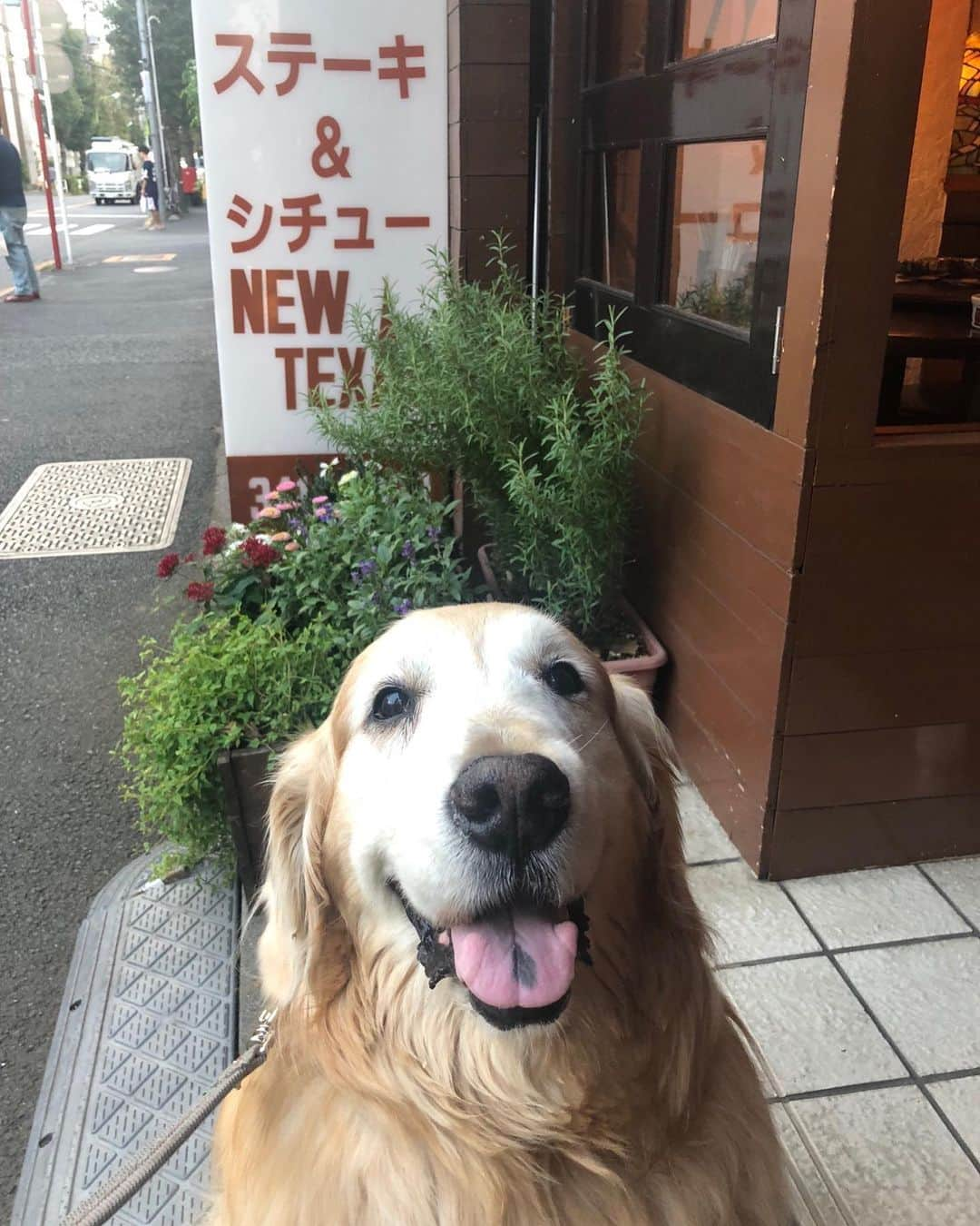 高橋ひとみさんのインスタグラム写真 - (高橋ひとみInstagram)「連休初日はお母さんがお仕事だったのでお父さんと公園散歩🐶 涼しくて快適でした。 散歩の後はペットショップでヤギミルクをいただき、大好きな犬も行けるステーキ屋さんの前でお店が開くのを嬉しそうに待っているモモエでした。 「まだですかぁ」って言ってるようでした😅 そして待ちに待ったお肉を焼いていただき、少しだけいただきました🎵 お腹いっぱいになったので、お母さんを お迎えに駅まで行ってきます🚅」9月21日 20時49分 - hitomi_momoe